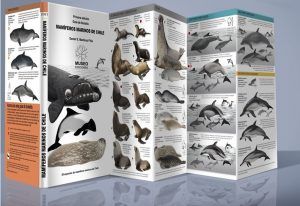 Mamíferos Marinos De Chile. Guía De Bolsillo (Primera Edición)