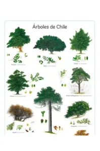 Poster Árboles de Chile
