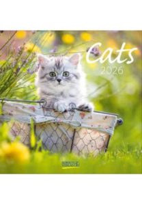 imagen principal de Calendario 2026 Cats Korsch verlag en librería Alemana