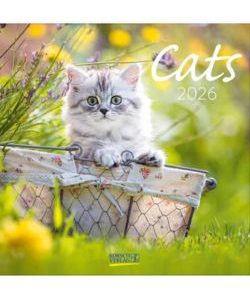 imagen principal de Calendario 2026 Cats Korsch verlag en librería Alemana
