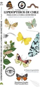 Lepidópteros de Chile polillas de la familia Geometridae portada de guía ilustrada de mariposas y polillas